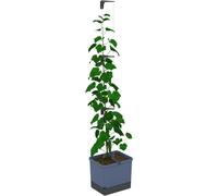 Gusta Garden CURT CUCUMBER cucumber planter with water tank - Blue