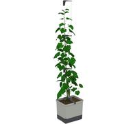 Gusta Garden Curt Cucumber Pot - Self Watering Planter Pot With Trellis For Cucumbers, 20L Soil Capacity (Light Grey)