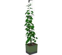 Gusta Garden Curt Cucumber Pot - Self Watering Planter Pot With Trellis For Cucumbers, 20L Soil Capacity (Green)