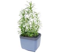 GUSTA GARDEN Herbs Buddy Self-Watering Pot & Herb Pot for Kitchen & Windowsill, Ideal for Basil, Water Tank, Water Level Indicator (1, Blue)