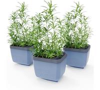 GUSTA GARDEN Herbs Buddy Self-Watering Pot & Herb Pot for Kitchen & Windowsill, Ideal for Basil, Water Tank, Water Level Indicator (3, Blue)