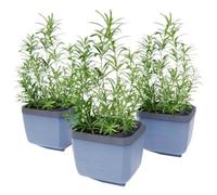 GUSTA GARDEN Herbs Buddy Self-Watering Pot & Herb Pot for Kitchen & Windowsill, Ideal for Basil, Water Tank, Water Level Indicator (3, Blue)