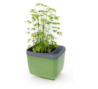 GUSTA GARDEN Herbs Buddy Self-Watering Pot & Herb Pot for Kitchen & Windowsill, Ideal for Basil, Water Tank, Water Level Indicator (1, Dark Green)