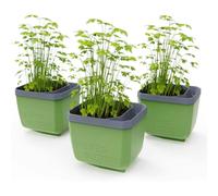 GUSTA GARDEN Herbs Buddy Self-Watering Pot & Herb Pot for Kitchen & Windowsill, Ideal for Basil, Water Tank, Water Level Indicator (3, Dark Green)