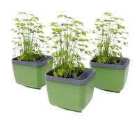 GUSTA GARDEN Herbs Buddy Self-Watering Pot & Herb Pot for Kitchen & Windowsill, Ideal for Basil, Water Tank, Water Level Indicator (3, Dark Green)
