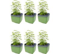 Gusta Garden Herbs Buddy Self-Watering Planter Pot For Herbs, Special Water Level Indicator (6 Pack - Dark Green)