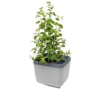 GUSTA GARDEN Herbs Buddy Self-Watering Pot & Herb Pot for Kitchen & Windowsill, Ideal for Basil, Water Tank, Water Level Indicator (1, Light Grey)