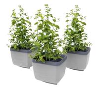 Gusta Garden Herbs Buddy Herb Pot with Water Reservoir - Light Grey 3pcs