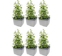 Gusta Garden HERBS BUDDY herb pot with water reservoir - Light Grey - 6 pcs