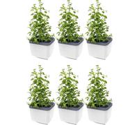 GUSTA GARDEN Herbs Buddy Self-Watering Pot & Herb Pot for Kitchen & Windowsill, Ideal for Basil, Water Tank, Water Level Indicator