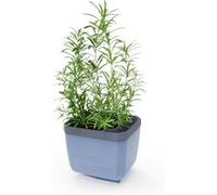 GUSTA GARDEN Herbs Buddy Self-Watering Pot & Herb Pot for Kitchen & Windowsill, Ideal for Basil, Water Tank, Water Level Indicator (1, Blue)