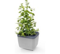 Gusta Garden Herbs Buddy Self-Watering Planter Pot For Herbs, Special Water Level Indicator (1 Pack - Light Grey)