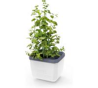 Gusta Garden Herbs Buddy Self-Watering Planter Pot For Herbs, Special Water Level Indicator (1 Pack - White)