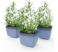 Gusta Garden Herbs Buddy Self-Watering Planter Pot For Herbs, Special Water Level Indicator (3 Pack - Blue)