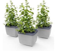 GUSTA GARDEN Herbs Buddy - Self-Watering Pot & Herb Pot for Kitchen & Windowsill, Ideal for Basil, Water Tank, Water Level Indicator (3, Light Grey)