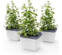 GUSTA GARDEN Herbs Buddy Self-Watering Pot & Herb Pot for Kitchen & Windowsill, Ideal for Basil, Water Tank, Water Level Indicator (3, White)