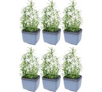 GUSTA GARDEN Herbs Buddy Self-Watering Pot & Herb Pot for Kitchen & Windowsill, Ideal for Basil, Water Tank, Water Level Indicator