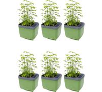 Gusta Garden Herbs Buddy Self-Watering Planter Pot For Herbs, Special Water Level Indicator (6 Pack - Dark Green)