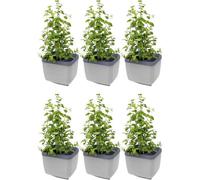 Gusta Garden Herbs Buddy Self-Watering Planter Pot For Herbs, Special Water Level Indicator (6 Pack - Light Grey)