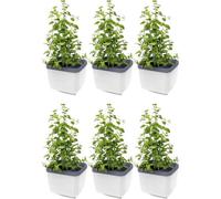 Gusta Garden Herbs Buddy Self-Watering Planter Pot For Herbs, Special Water Level Indicator (6 Pack - White)