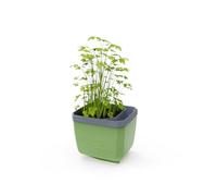 GUSTA GARDEN Herbs Buddy Self-Watering Pot & Herb Pot for Kitchen & Windowsill, Ideal for Basil, Water Tank, Water Level Indicator (1, Dark Green)