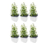 GUSTA GARDEN Herbs Buddy Self-Watering Pot & Herb Pot for Kitchen & Windowsill, Ideal for Basil, Water Tank, Water Level Indicator