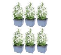 GUSTA GARDEN Herbs Buddy Self-Watering Pot & Herb Pot for Kitchen & Windowsill, Ideal for Basil, Water Tank, Water Level Indicator