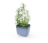 GUSTA GARDEN Herbs Buddy Self-Watering Pot & Herb Pot for Kitchen & Windowsill, Ideal for Basil, Water Tank, Water Level Indicator (1, Blue)