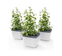 GUSTA GARDEN Herbs Buddy Self-Watering Pot & Herb Pot for Kitchen & Windowsill, Ideal for Basil, Water Tank, Water Level Indicator (3, White)