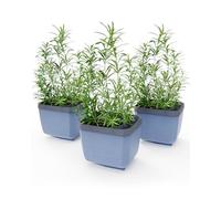 GUSTA GARDEN Herbs Buddy Self-Watering Pot & Herb Pot for Kitchen & Windowsill, Ideal for Basil, Water Tank, Water Level Indicator (3, Blue)
