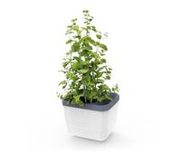 GUSTA GARDEN Herbs Buddy Self-Watering Pot & Herb Pot for Kitchen & Windowsill, Ideal for Basil, Water Tank, Water Level Indicator (1, White)