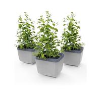 GUSTA GARDEN Herbs Buddy - Self-Watering Pot & Herb Pot for Kitchen & Windowsill, Ideal for Basil, Water Tank, Water Level Indicator (3, Light Grey)