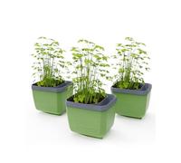 GUSTA GARDEN Herbs Buddy Self-Watering Pot & Herb Pot for Kitchen & Windowsill, Ideal for Basil, Water Tank, Water Level Indicator (3, Dark Green)