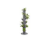 Gusta Garden SISSI STRAWBERRY easy-watering strawberry tree - Anthracite - Classic