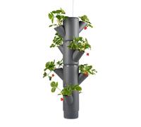 Gusta Garden SISSI STRAWBERRY easy-watering strawberry tree - Anthracite - Hanging