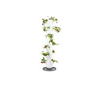 Gusta Garden SISSI STRAWBERRY easy-watering strawberry tree - White - Classic