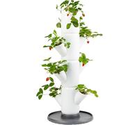 Gusta Garden SISSI STRAWBERRY easy-watering strawberry tree - White - Starter