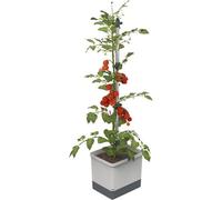 Gusta Garden Tom Tomato Tomato Planter Pot, Climbing Aid, Plant Clips, Self-Watering, 4.5L Water Tank, 20L Soil, Light Grey