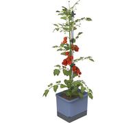 Gusta Garden Tom Tomato Tomato Planter Pot, Climbing Aid, Plant Clips, Self-Watering, 4.5L Water Tank, 20L Soil, Blue