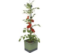 Gusta Garden Tom Tomato Tomato Planter Pot, Climbing Aid, Plant Clips, Self-Watering, 4.5L Water Tank, 20L Soil, Dark Green