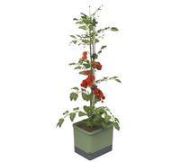 Gusta Garden Tom Tomato Tomato Pot Dark Green- Planter with Climbing Aid, Self-Watering System & Plant Clips - 4.5L Water Reservoir & 20L Soil Capacity