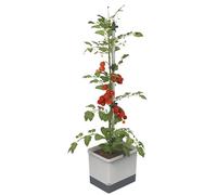 Gusta Garden Tom Tomato Tomato Pot Light Grey- Planter with Climbing Aid, Self-Watering System & Plant Clips - 4.5L Water Reservoir & 20L Soil Capacity