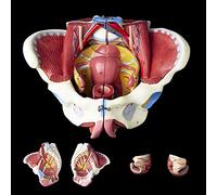 GVNFJKJK 1:1 Life Size Female Pelvis Model with Pelvic Floor Muscles Perineum Model, Female Anatomy Model Detachable Anatomical Pelvic Reproductive Teaching