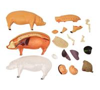 Gwtdtoad Anatomy Model Animal | Teaching Demonstration Swine Model | Detachable Science Demonstration Toy Biology Teaching Aids for Classroom Veterinary Schools Student Pet Clinics Education Training