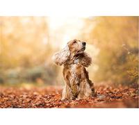 GWYDYB Diamond Painting Kits for Adults, DIY 5D Diamond Painting Cocker Spaniel Full Drill Crystal Rhinestone Embroidery Pictures Arts Craft for Home Wall Decor 30×40cm