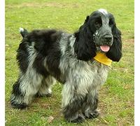 GWYDYB DIY Paint by Numbers Kits for Adults - Black And White Cocker Spaniel - Drawing Paintwork with Paint Brushes Home Wall Decor
