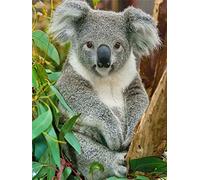 GWYDYB New Paint by Numbers for Adults Children - Koala Bear - DIY Digital Painting by Numbers Kits On Canvas 40×50cm