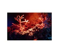 GXMDSGZ Fish Tank Background Aquarium Background Sticker Red Submarine Coral Poster Fish Tank Decoration Self Adhesive Wallpaper(54x122cm)