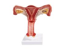 Gynecology Training Female Reproductive System Anatomical Model Uterus Model Internal Reproductive System Teaching Model Science Kits Lab Supplies
