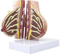 Gynecomastia Anatomical Model, Breastfeeding Simulation Human Breast Anatomical Model with Digital Indicator, for Patient Communication and Medical Teaching Training Aids